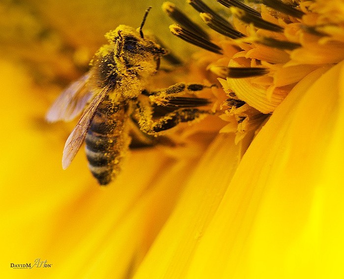 Méh a napraforgón
