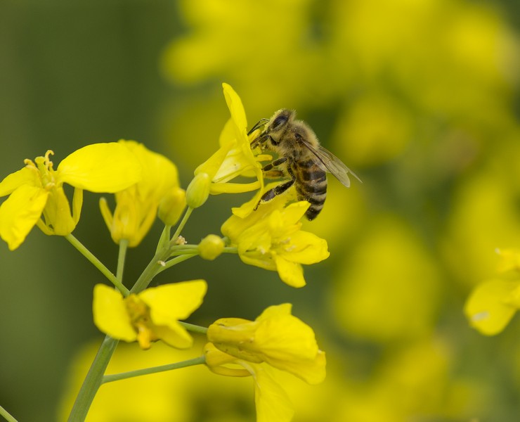 Repce méh a mezőn