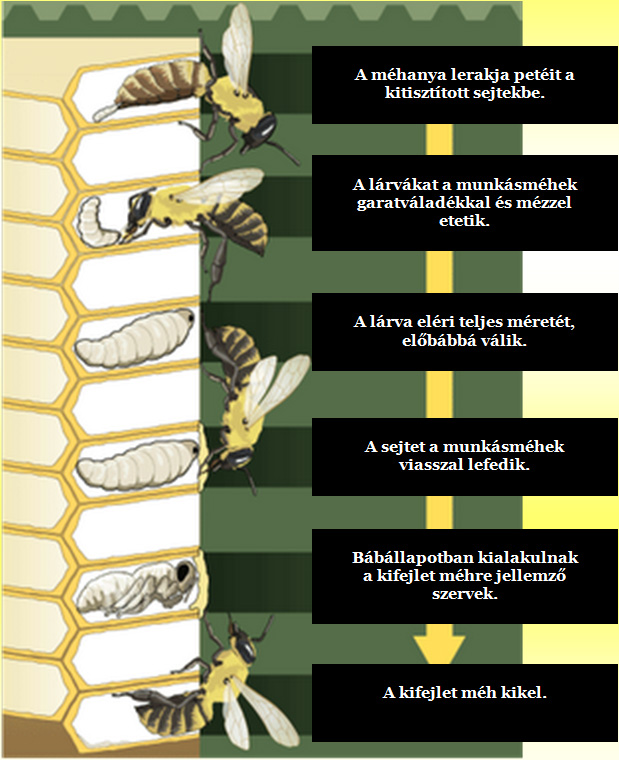 Krajnai méh fejlődése