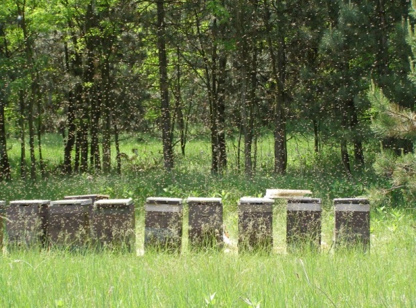 Méhészet zúgó akácos méhekkel